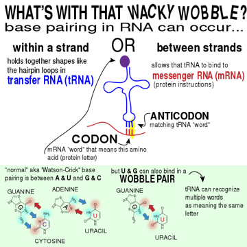 The Wobble Hypothesis: Importance and Examples