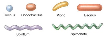 Shapes of Bacteria: Cocci, Bacilli, and Spirochetes