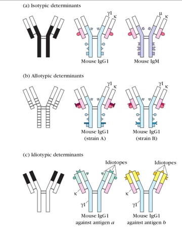 Isotypes, Allotypes, and Idiotypes: Antibody Antigenic Determinants Explained
