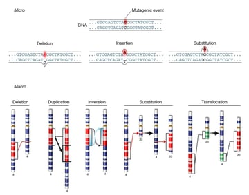Mutation and Types of Mutations