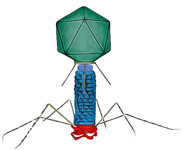  Bacteriophages: Discovery, Detection, and Applications in Modern Medicine