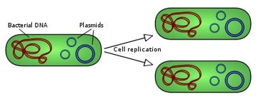 Plasmids: Properties, Types, and Functions