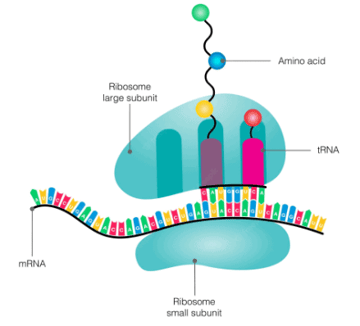 Ribosome: Types, Structure, and Function