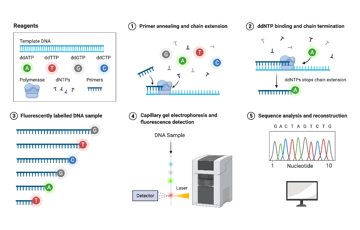 Sanger Sequencing (Dideoxy Chain-Termination Method): Principle, Steps, and Uses