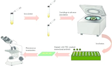 Shell Vial Cell Culture: Why It Detects CMV in 24 Hours When Conventional Culture Takes Weeks