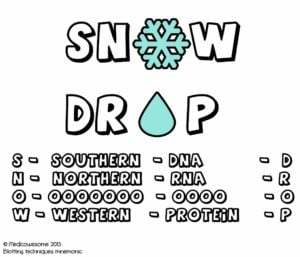 Western Blot Technique: Principle, Procedure, Interpretation, Advantages
