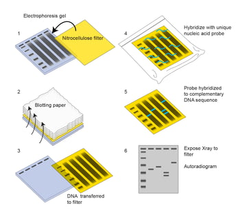 Southern Blotting: Principle, Steps, DNA Fingerprinting, Applications