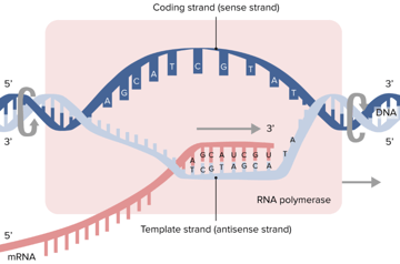 DNA Transcription: Steps and Mechanism