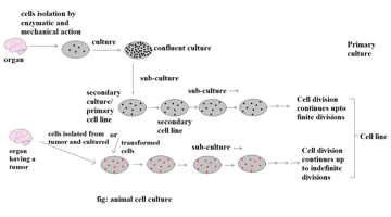 Animal Cell Culture: Primary Cultures, Cell Lines, Methods, and Clinical Applications