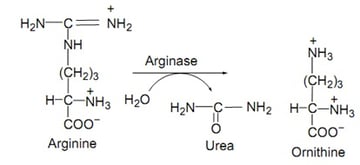 Decarboxylase Test (Lysine, Ornithine, Arginine): Principle, Procedure, and How to Read the Pattern