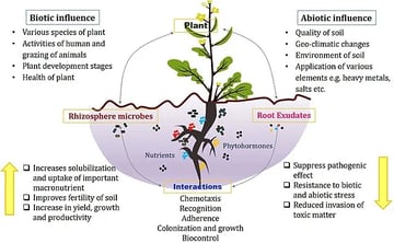 Microbes in Agriculture: Roles, Limitations and Risks
