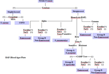 Gram Positive Cocci of Medical Importance