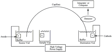 Capillary Electrophoresis: Principle and Application