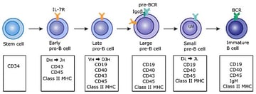 B Cell Development: Maturation, Activation, and Differentiation