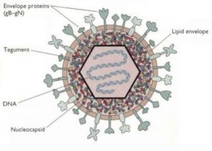 Herpes Simplex Virus (HSV): Structure, Clinical Feature, Lab Diagnosis