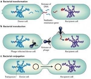 Gene Transfer Mechanisms in Bacteria: Conjugation, Transduction, and Transformation Compared