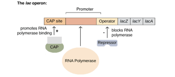 Lac Operon: Mechanism and Regulation
