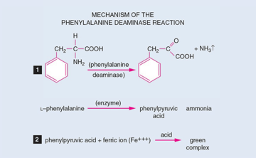 Phenylalanine Deaminase Test: The 5-Minute Green That Flags Proteus, Morganella, and Providencia