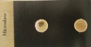 Modified Oxidase (Microdase) Test: The DMSO Trick That Separates Micrococcus From Staphylococcus
