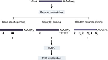 Reverse transcriptase (RT)-PCR: Principles, Applications