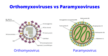 Orthomyxoviruses vs Paramyxoviruses: Key Differences and Why They Matter