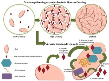Bacterial Quorum Sensing: Mechanism and Clinical Significance