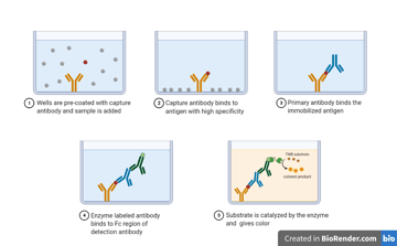 ELISA Test: Principle, Types (Direct, Indirect, Sandwich, Competitive), Procedure, and Uses