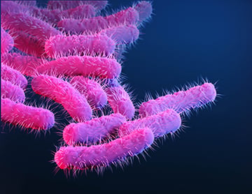 Shigella: Disease, Properties, Pathogenesis, Lab Diagnosis