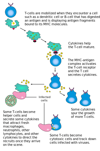 Activation of T lymphocytes