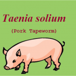 Taenia solium vs Taenia saginata: Life Cycle, Cysticercosis, and Key Differences