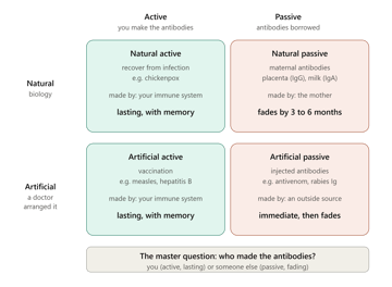 Active vs Passive Immunity: Types, Differences, and Examples