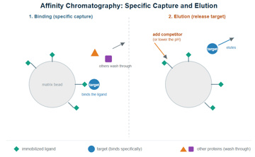 Affinity Chromatography: Principle, Procedure & Applications