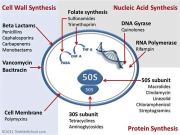 Mechanisms of Action of Antibiotics: An Overview