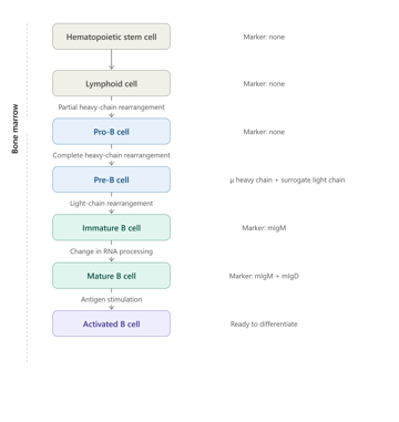 B Cell Development: Maturation, Activation, and Differentiation