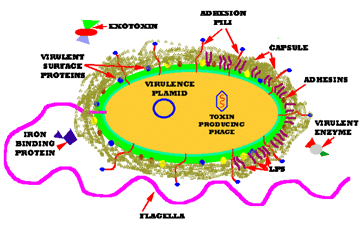 Bacterial Virulence Factors: The Tools Bacteria Use to Cause Disease