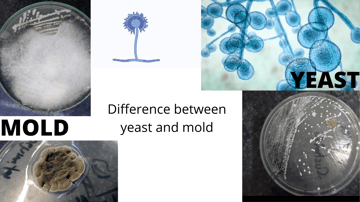 Difference Between Yeast and Mold