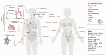 Mucosal Immunity: MALT, M Cells, and How Secretory IgA Reaches the Surface