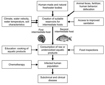 Trematodes (Flukes): Classification, Life Cycle, and Egg Identification