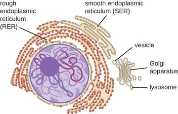 Endoplasmic Reticulum (ER): Structure, Types, and Functions