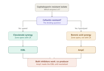 AmpC Beta-Lactamase Detection: Cefoxitin Screen, Inhibitor Confirmation, and Telling It Apart from an ESBL