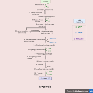 Glycolysis Cycle: Enzymes, Steps, and Products