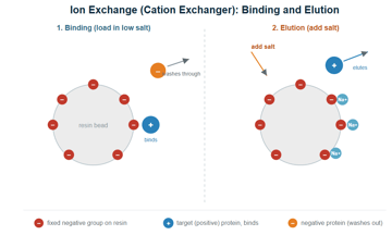 Ion-Exchange Chromatography: Principle, Types and Applications