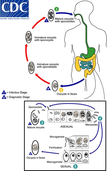 Cystoisospora belli: Life Cycle, Pathogenesis, and Laboratory Diagnosis