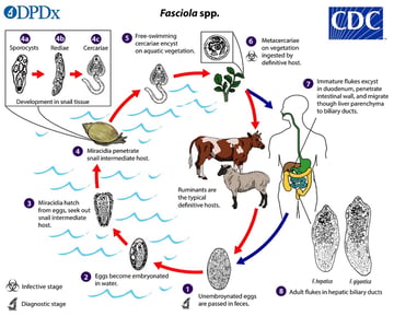 Fasciola hepatica: Life Cycle, Pathogenesis, and Laboratory Diagnosis