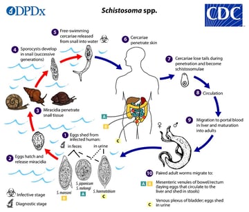 Schistosoma: Life Cycle, Pathogenesis, and Laboratory Diagnosis