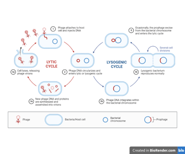 Specialized Transduction: Mechanism, Steps, and How It Differs from Generalized Transduction