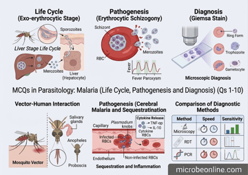 MCQs in Parasitology (11-20): Malaria with Answers