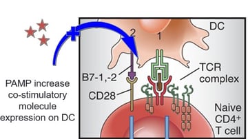 T Lymphocyte Activation: The Two-Signal Model and Signaling Pathways