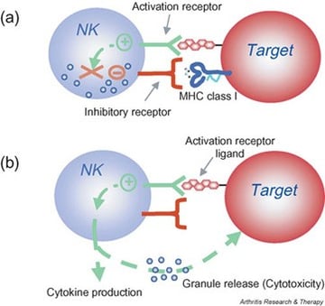 Natural Killer (NK) Cells: Missing-Self Recognition and Function