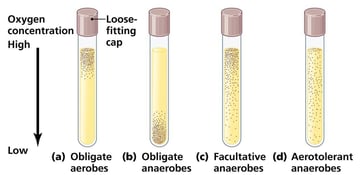 Oxygen Requirements for Pathogenic Bacteria: Classification, Examples, and Laboratory Implications